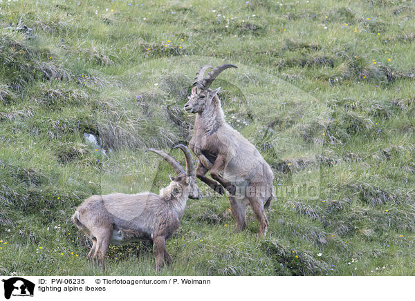 kmpfende Alpensteinbcke / fighting alpine ibexes / PW-06235