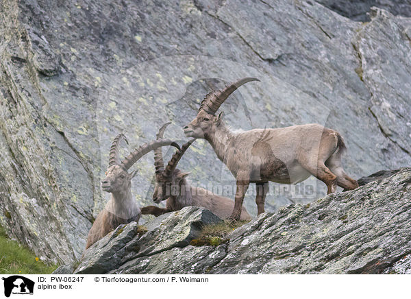 Alpensteinbock / alpine ibex / PW-06247