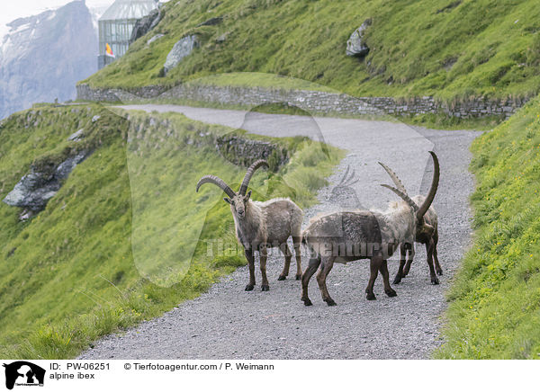Alpensteinbock / alpine ibex / PW-06251