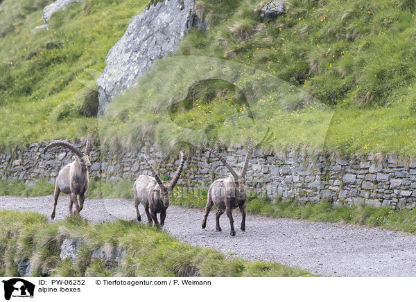 Alpensteinbcke / alpine ibexes / PW-06252