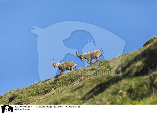 alpine ibexes / PW-06267