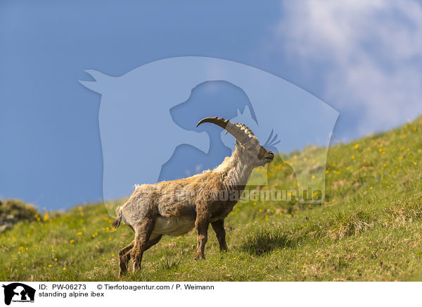 stehender Alpensteinbock / standing alpine ibex / PW-06273