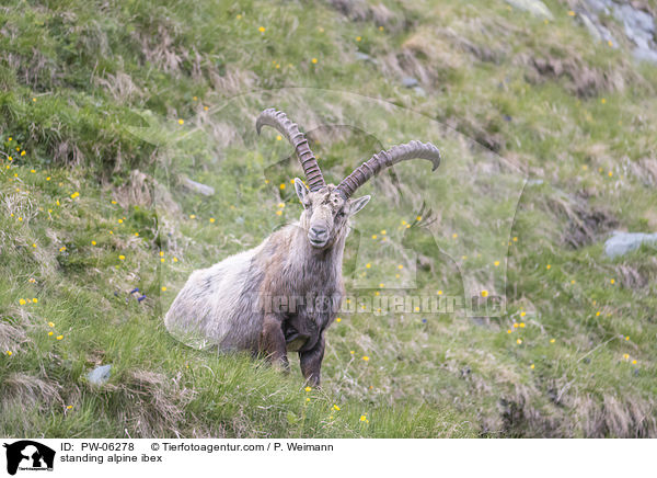 stehender Alpensteinbock / standing alpine ibex / PW-06278