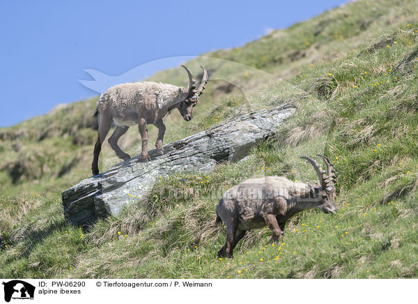 Alpensteinbcke / alpine ibexes / PW-06290