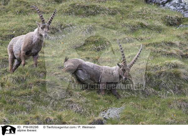 alpine ibexes / PW-06296