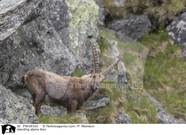 stehender Alpensteinbock / standing alpine ibex / PW-06302