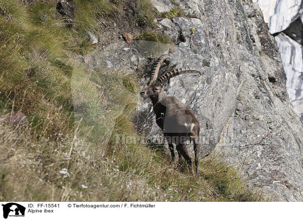 Alpensteinbock / Alpine ibex / FF-15541