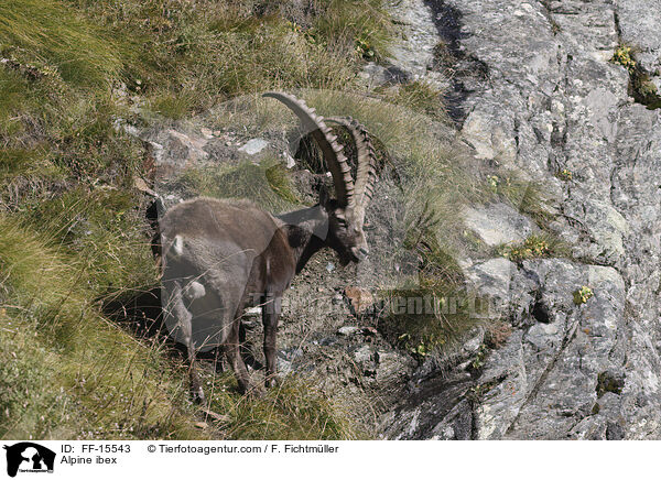 Alpensteinbock / Alpine ibex / FF-15543