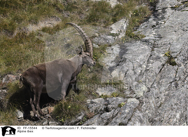 Alpensteinbock / Alpine ibex / FF-15544