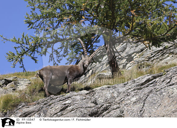 Alpensteinbock / Alpine ibex / FF-15547