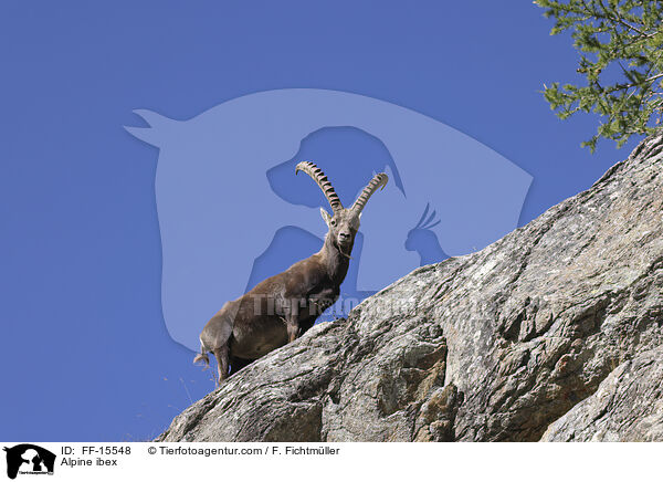 Alpensteinbock / Alpine ibex / FF-15548