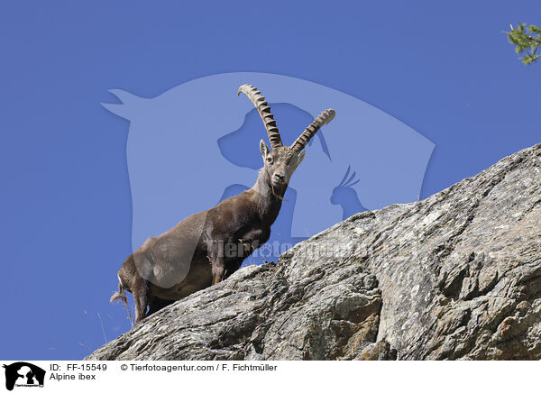 Alpensteinbock / Alpine ibex / FF-15549