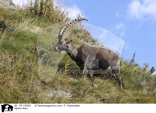 Alpensteinbock / Alpine ibex / FF-15553