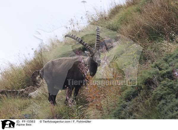 Alpensteinbock / Alpine ibex / FF-15563