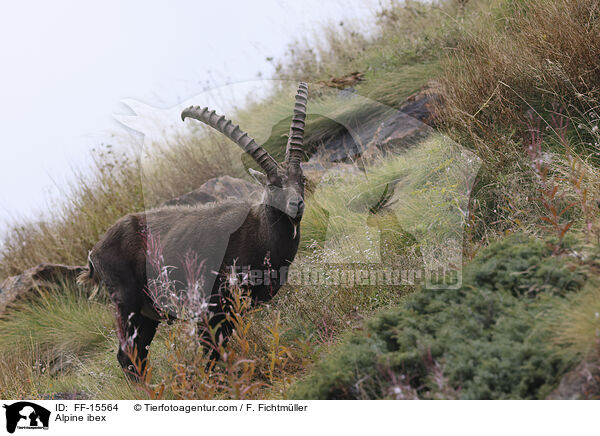 Alpensteinbock / Alpine ibex / FF-15564