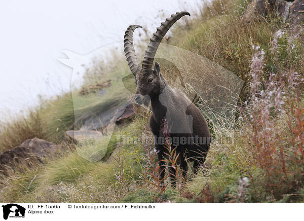 Alpensteinbock / Alpine ibex / FF-15565