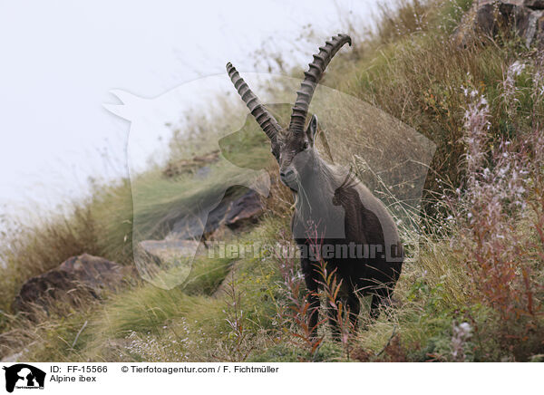 Alpensteinbock / Alpine ibex / FF-15566