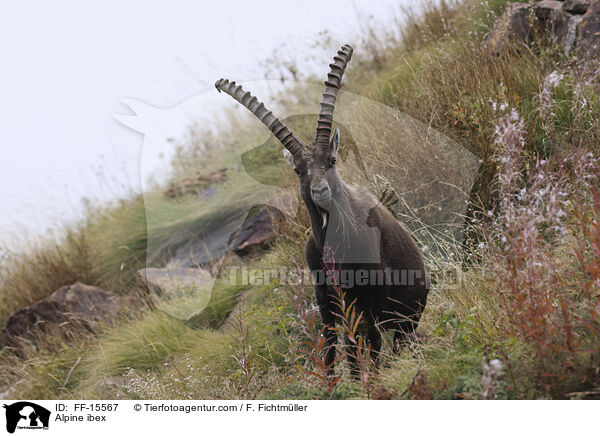 Alpensteinbock / Alpine ibex / FF-15567