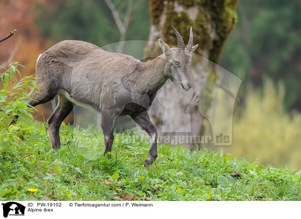 Alpensteinbock / Alpine ibex / PW-19102