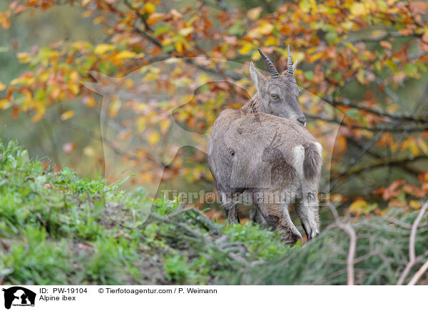 Alpensteinbock / Alpine ibex / PW-19104