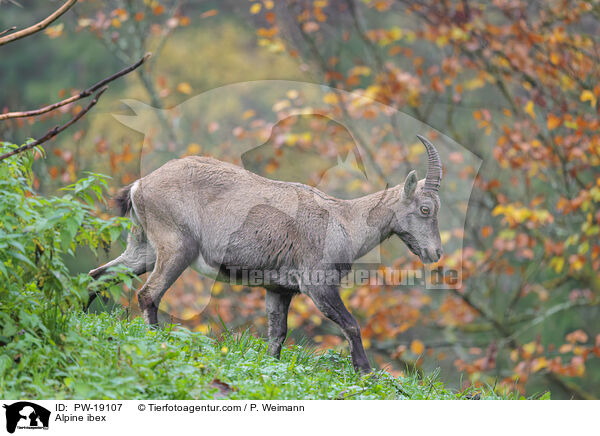 Alpensteinbock / Alpine ibex / PW-19107