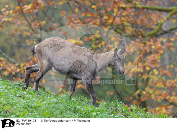 Alpensteinbock / Alpine ibex / PW-19108