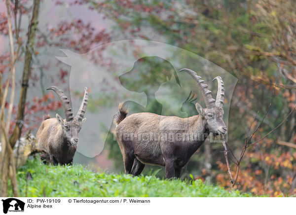 Alpensteinbock / Alpine ibex / PW-19109