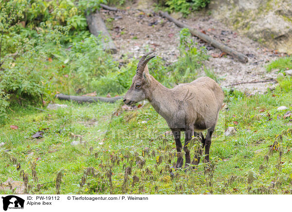 Alpensteinbock / Alpine ibex / PW-19112