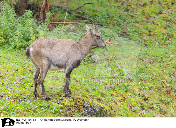 Alpensteinbock / Alpine ibex / PW-19113