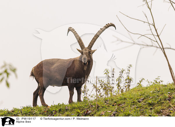 Alpensteinbock / Alpine ibex / PW-19117