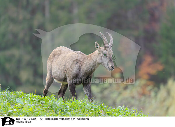 Alpensteinbock / Alpine ibex / PW-19120