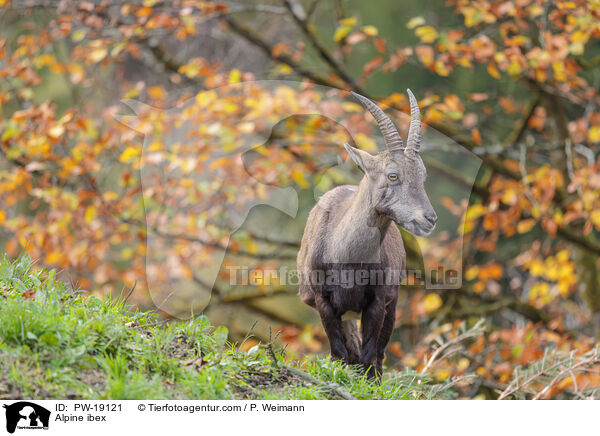 Alpensteinbock / Alpine ibex / PW-19121