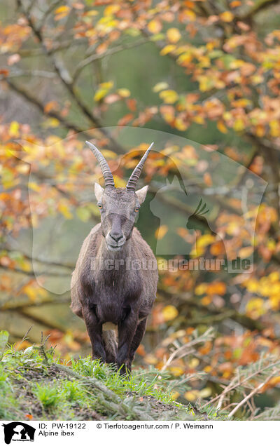 Alpensteinbock / Alpine ibex / PW-19122