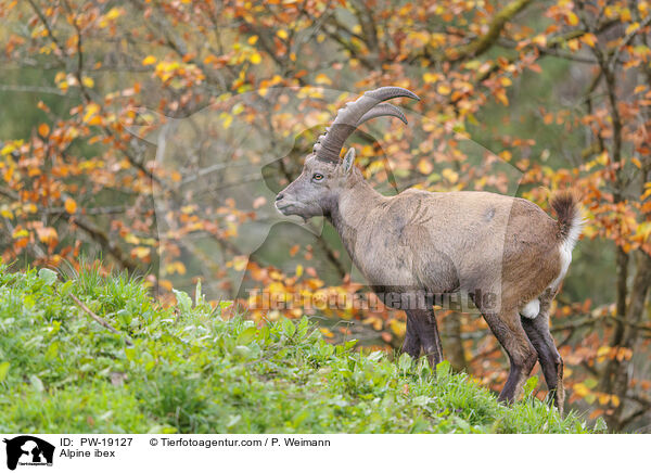 Alpensteinbock / Alpine ibex / PW-19127