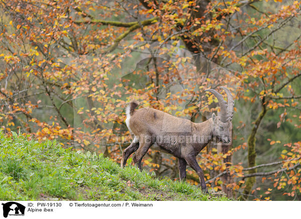 Alpensteinbock / Alpine ibex / PW-19130