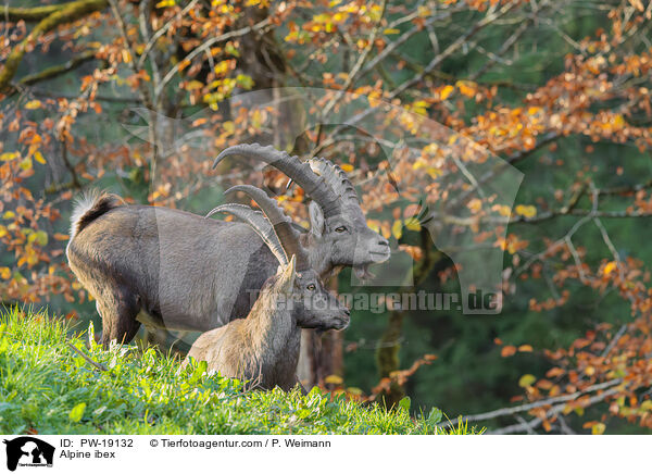 Alpensteinbock / Alpine ibex / PW-19132