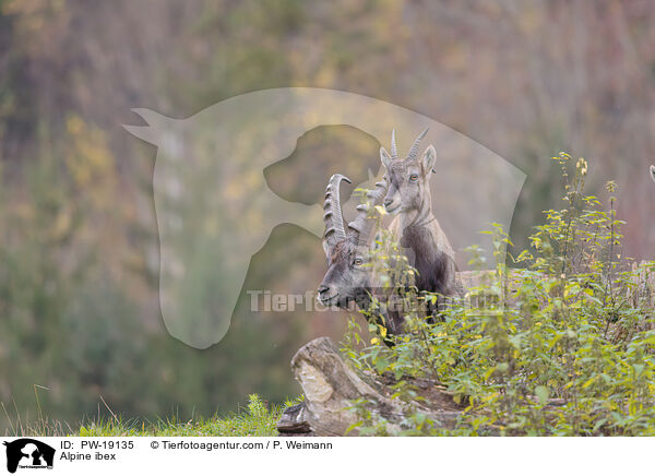 Alpensteinbock / Alpine ibex / PW-19135