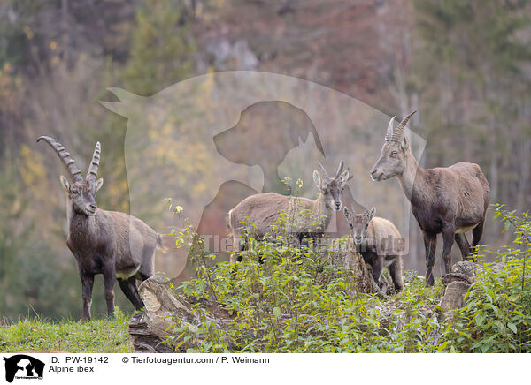 Alpensteinbock / Alpine ibex / PW-19142