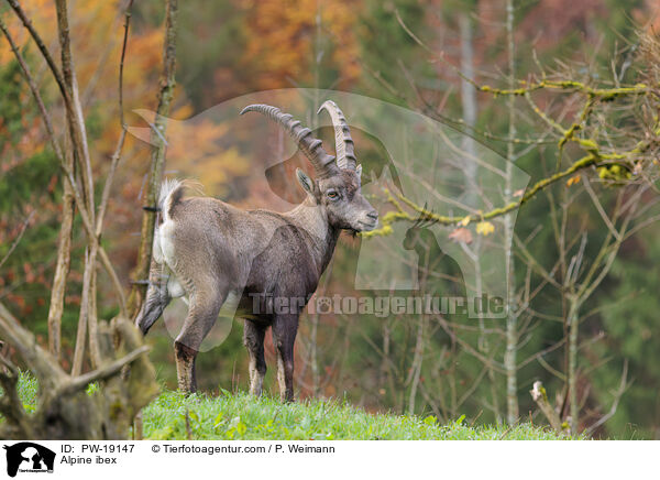 Alpensteinbock / Alpine ibex / PW-19147