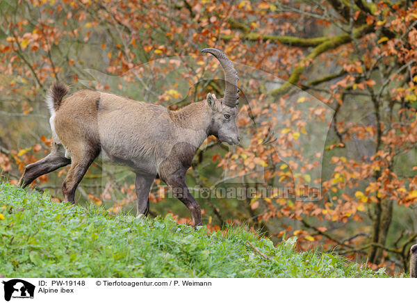 Alpensteinbock / Alpine ibex / PW-19148