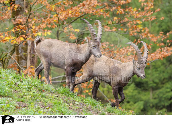 Alpensteinbock / Alpine ibex / PW-19149