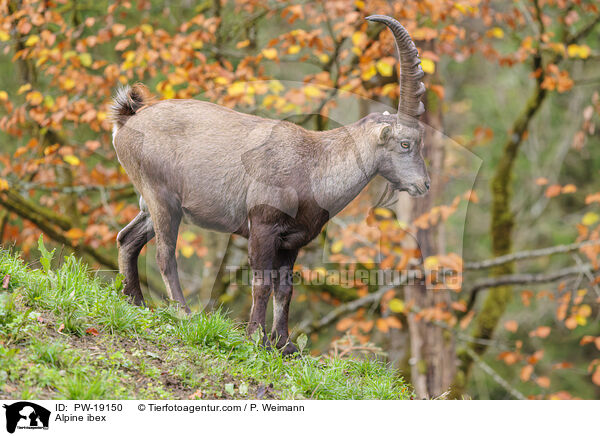 Alpensteinbock / Alpine ibex / PW-19150