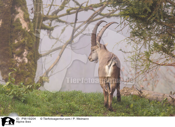 Alpensteinbock / Alpine ibex / PW-19204