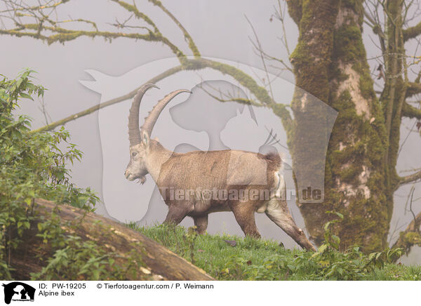 Alpensteinbock / Alpine ibex / PW-19205