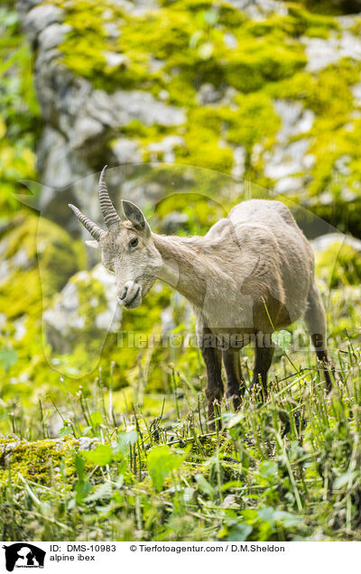 Alpensteinbock / alpine ibex / DMS-10983