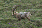 Alpine ibex