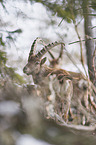 Alpine ibex