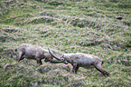 Alpine ibexes