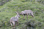 fighting alpine ibexes