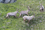 alpine ibexes